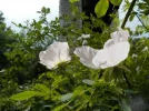 DSCN1077.webp