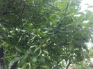 20160603_115952.webp