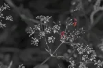 Zäfer2.webp