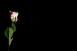 Blumallein (1 von 1).webp