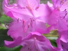 Rhod.webp
