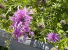 DSCN1174 (2).webp