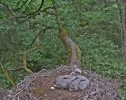 Waldstorch 9.webp