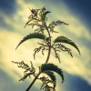 Brenne (1 von 1).webp
