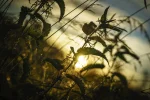 Brenne 1 (1 von 1).webp