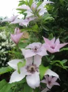 DSCN1822.webp