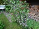 DSC00663.webp