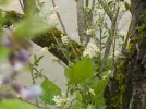 DSCN1281.webp