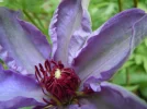Clem.webp