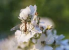 Makros Fliegen, Schneider, Blumen, Brenne (20 von 24).webp