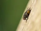 Makros Fliegen, Schneider, Blumen, Brenne (11 von 24).webp