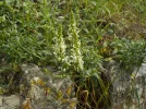 DSCN1081.webp