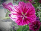 DSCF8401.webp