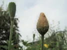 DSCF8431.webp