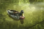Entli (1 von 1).webp