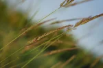 Makros Fliegen, Schneider, Blumen, Brenne (19 von 24).webp
