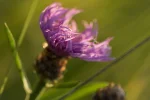 Makros Fliegen, Schneider, Blumen, Brenne (2 von 24).webp