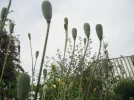 DSCF8433.webp