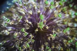 Urknall (1 von 1).webp