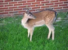 Borkum 025.webp