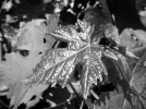 DSCF8412 (2).webp