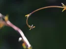 Fühler (1 von 2).webp