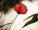 Frosch, Gekräus, Mohn, Ranke (6 von 7).webp