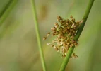 Frosch, Gekräus, Mohn, Ranke (3 von 7).webp