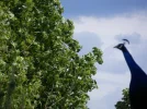 20160516_256.webp