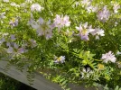 DSCN1445.webp