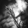 Lichtspiel (1 von 1).webp