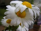 Marg.webp