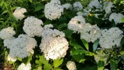 20160630_203709[1].webp