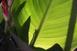 Lichtblatt quer (1 von 1) - Kopie.webp