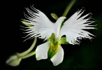 flowers-look-like-animals-people-monkeys-orchids-pareidolia-30.webp