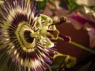 Passio Detail Seite (2 von 2).webp