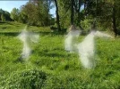 ElfenLichtwesen.webp