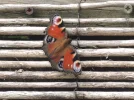 DSCN2044.webp