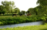 Billwerder Mai 2008 032.webp
