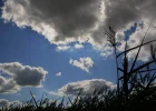 Garten Sommer 2012 021.webp