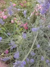 028 lavendel.webp