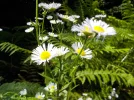 DSCN1627.webp