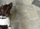 weldog.webp