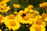 Garten Sommer 2012 048.webp
