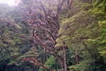 China-Bäume.webp