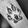 wolf.webp