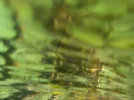 DSCN1741.webp