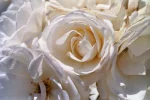 Tonis Edelrose nah.webp