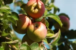 waepfel.webp