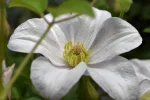 K800_DSC_0027.webp